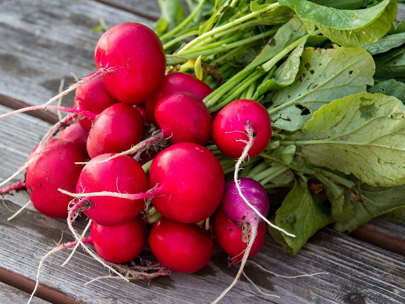 A Health Benefit of Radishes
