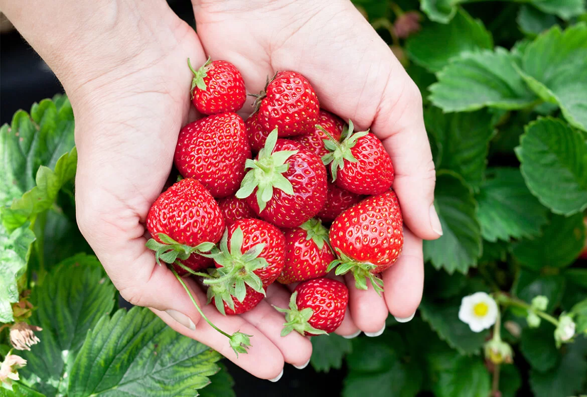 The Health Benefits Of Strawberries